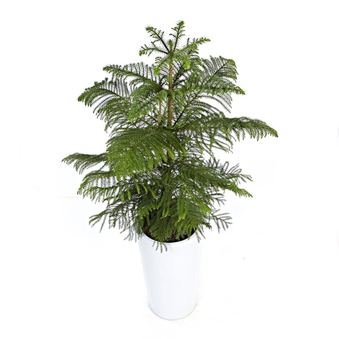 아라우카리아 상세이미지 2