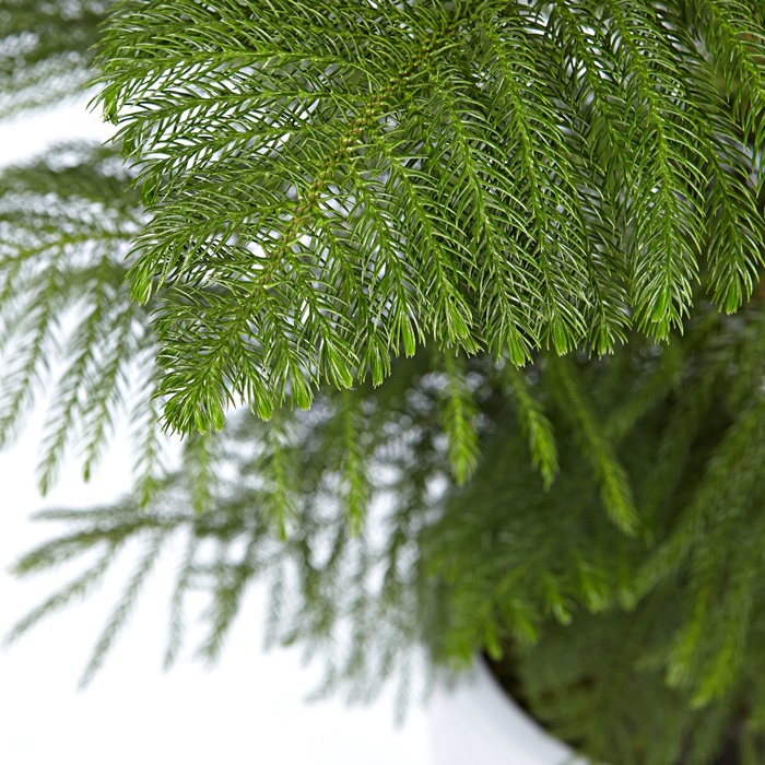 아라우카리아 상세이미지 3