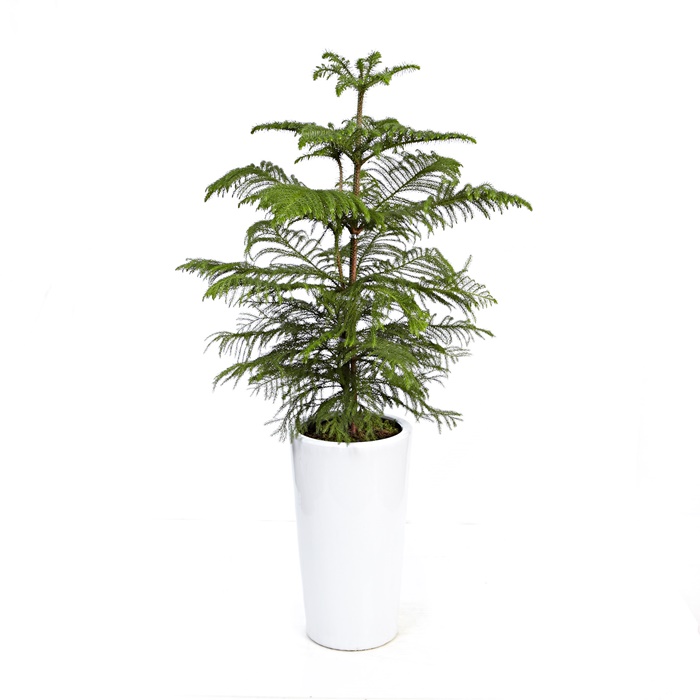 아라우카리아 상세이미지 4