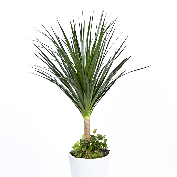 드라쿤(드라코) 상세이미지 2