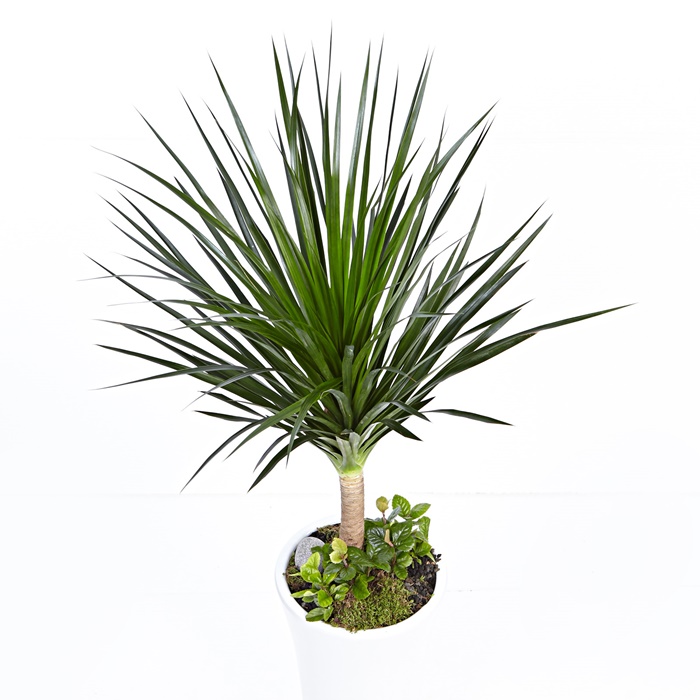 드라쿤(드라코) 상세이미지 3