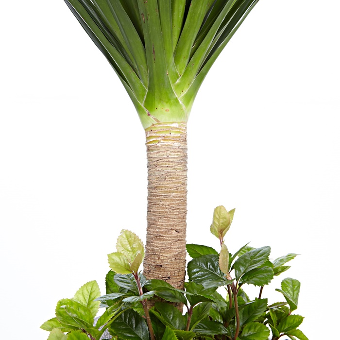 드라쿤(드라코) 상세이미지 4