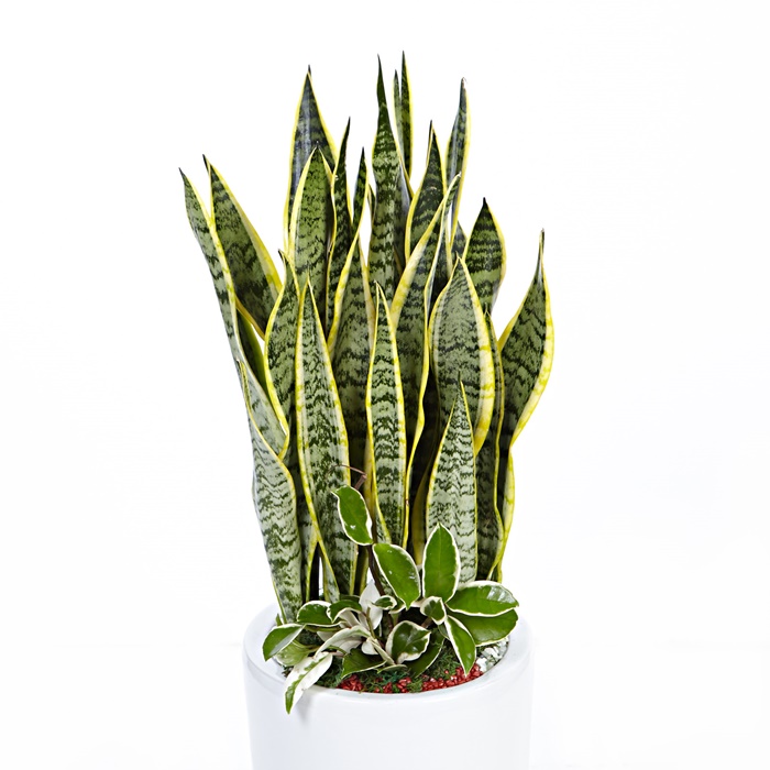 산세베리아(A) 상세이미지 2