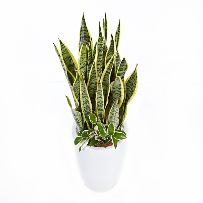 산세베리아(A) 상세이미지 3