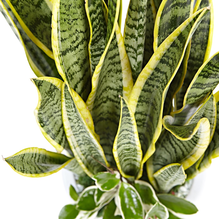 산세베리아(A) 상세이미지 4